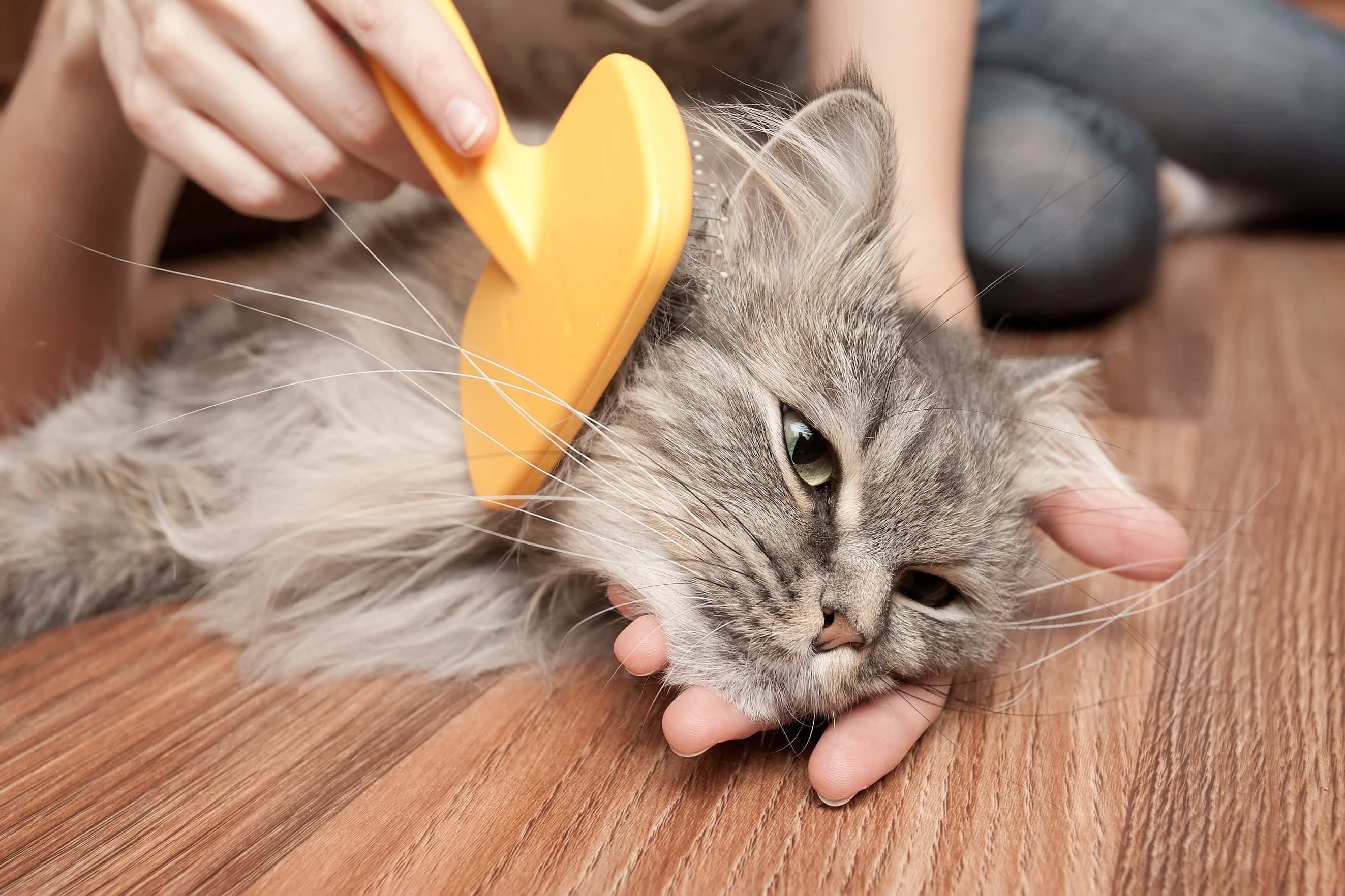 A Pet Grooming Guide